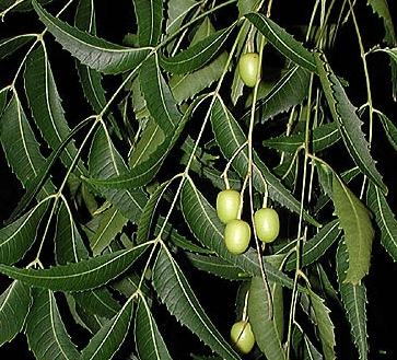 pianta del Neem