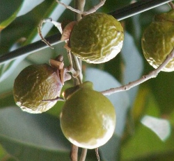il frutto di Sapindus Mukorossi 