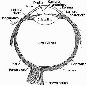 occhio umano
