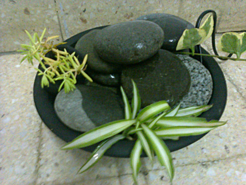 pebbles nei vasi